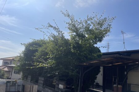 【お客様事例：下関市】庭木の伐採